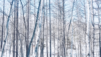 Freelance Travel Photographer | Winter in Furano Hokkaido Japan