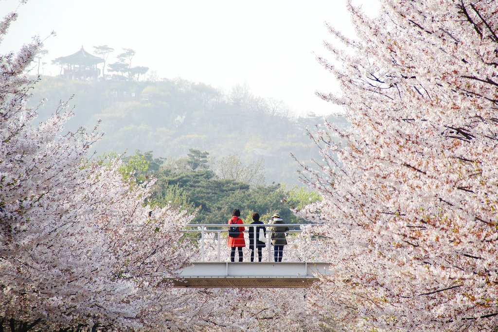 Cherry Blossoms at Seoul Forest