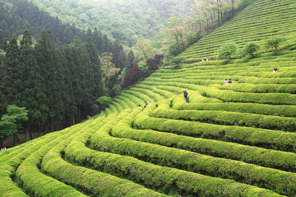 Boseong Daehan Dawon Green Tea Plantation