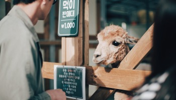 Photographer | Alpaca World South Korea