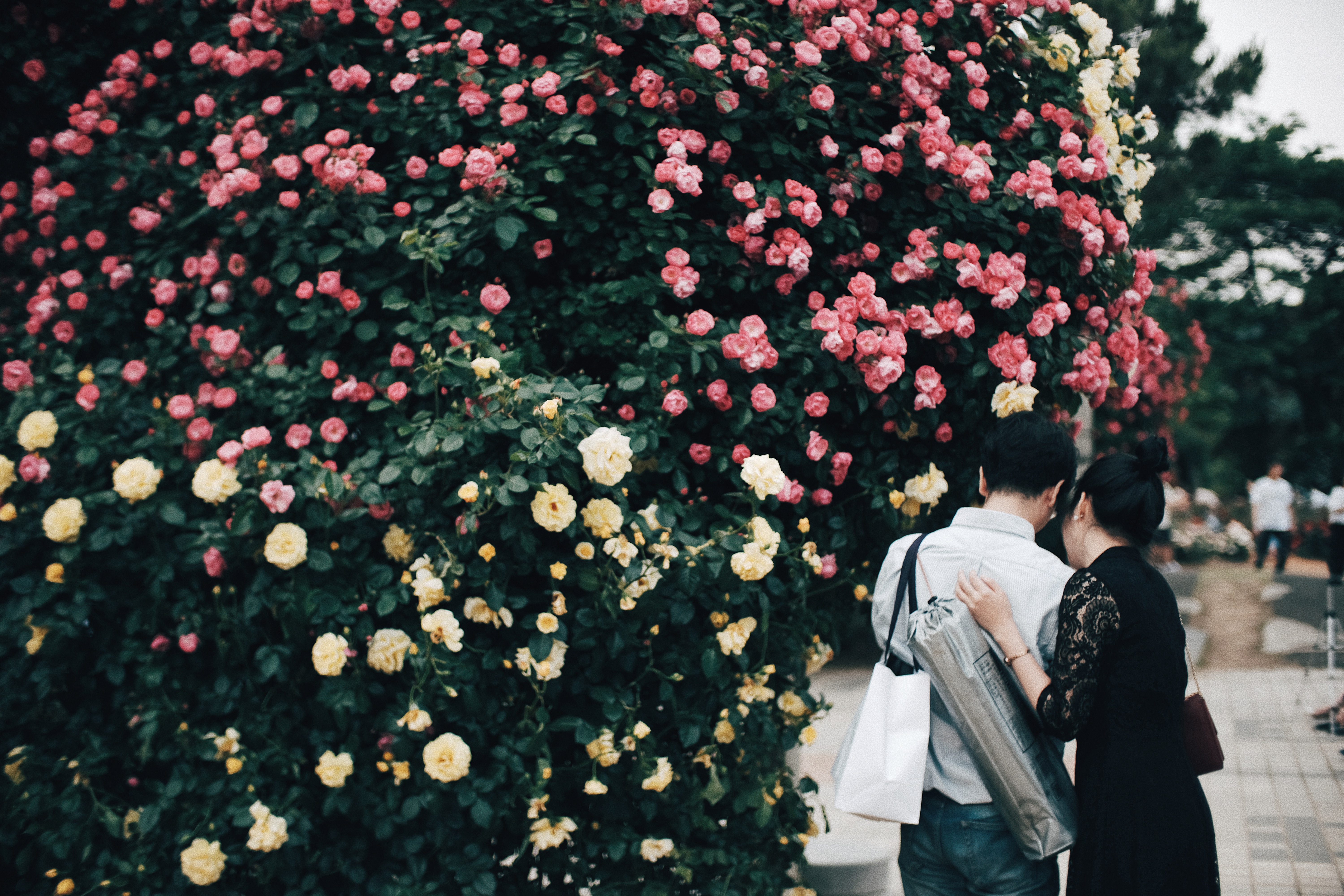 Photographer | Seoul Grand Park Rose Festival 2018 South Korea